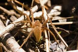 صورة Dolomedes sulfureus L. Koch 1878