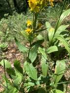 Imagem de Solidago virgaurea subsp. caucasica (Kem.-Nath.) Greuter