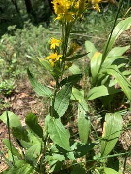 Image of Solidago virgaurea subsp. caucasica (Kem.-Nath.) Greuter