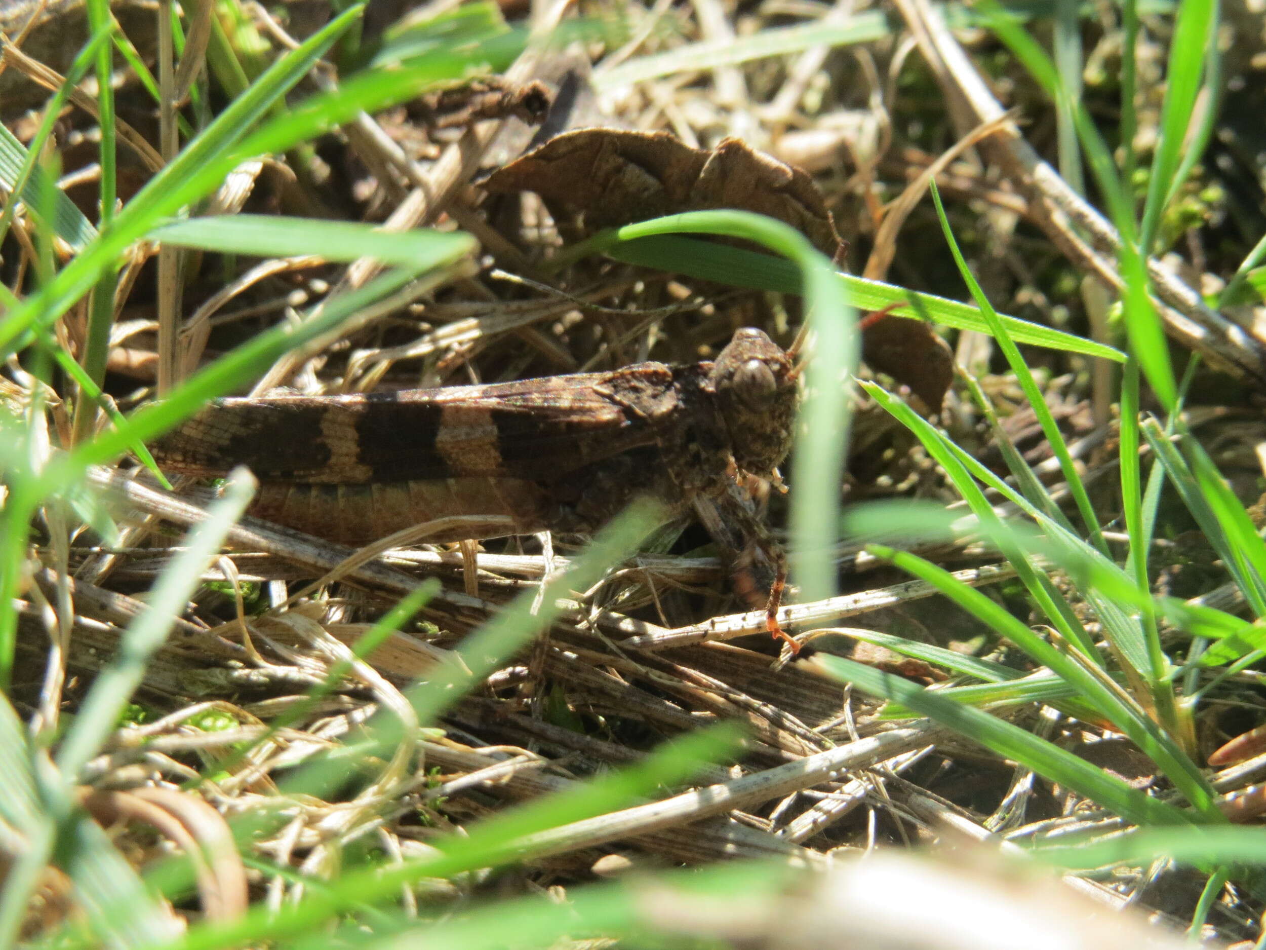 Image of blue-winged grasshopper