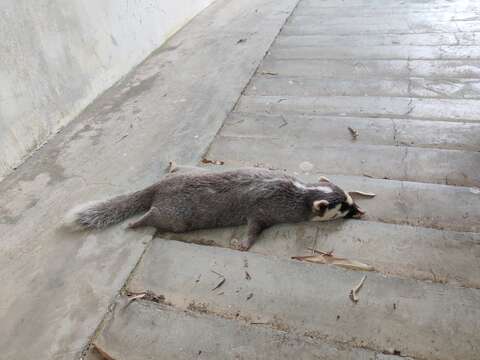 Image of Chinese Ferret Badger