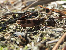 Image of blue-winged grasshopper