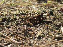 Image of blue-winged grasshopper