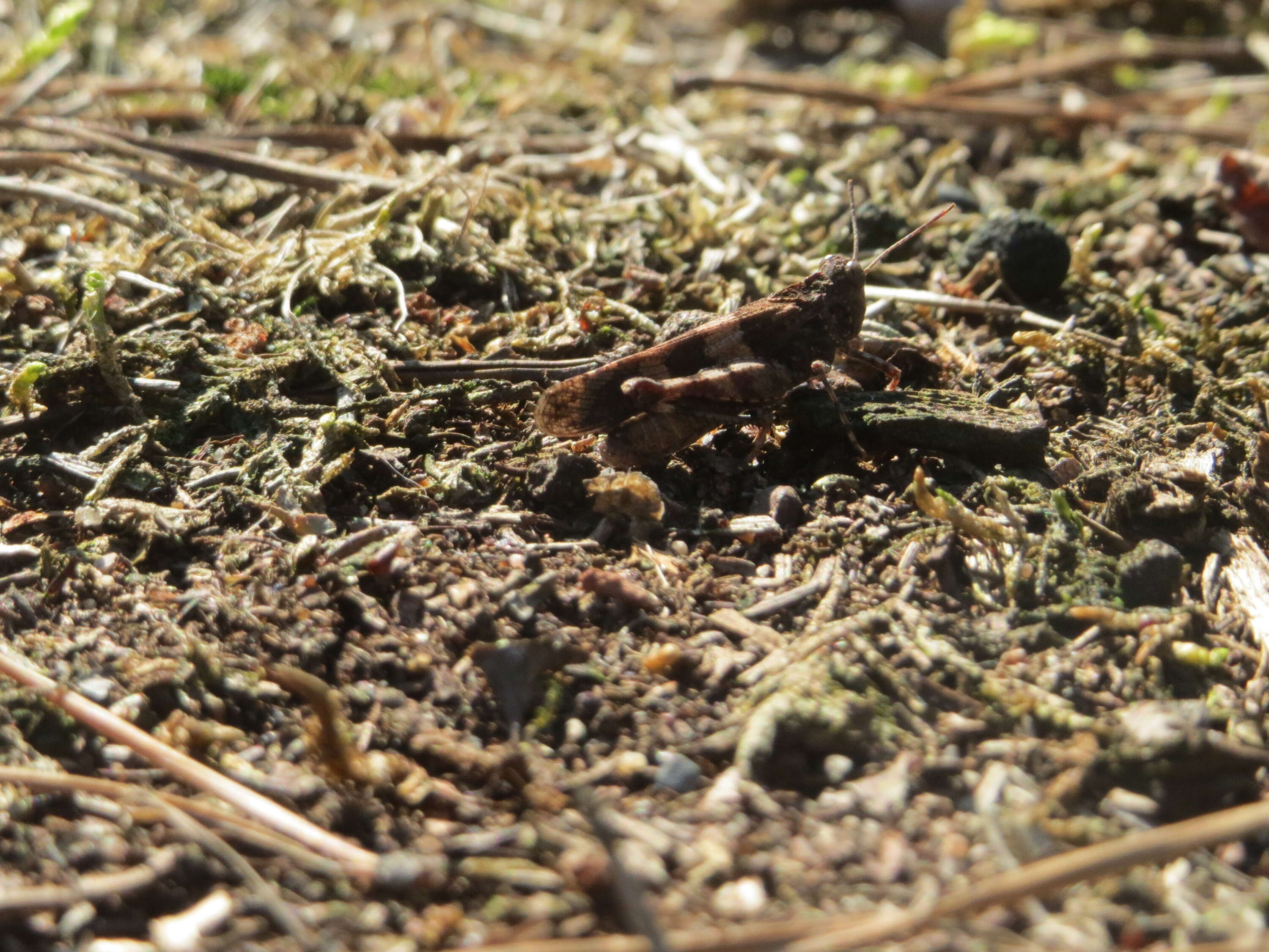 Image of blue-winged grasshopper