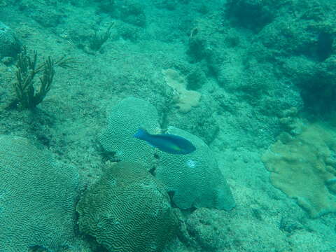 Image of Blue Chub