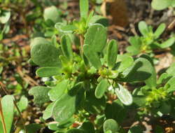 Image of common purslane