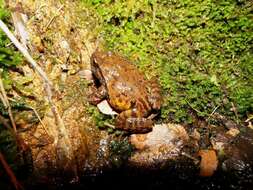 Image of Rosy Ground Frog