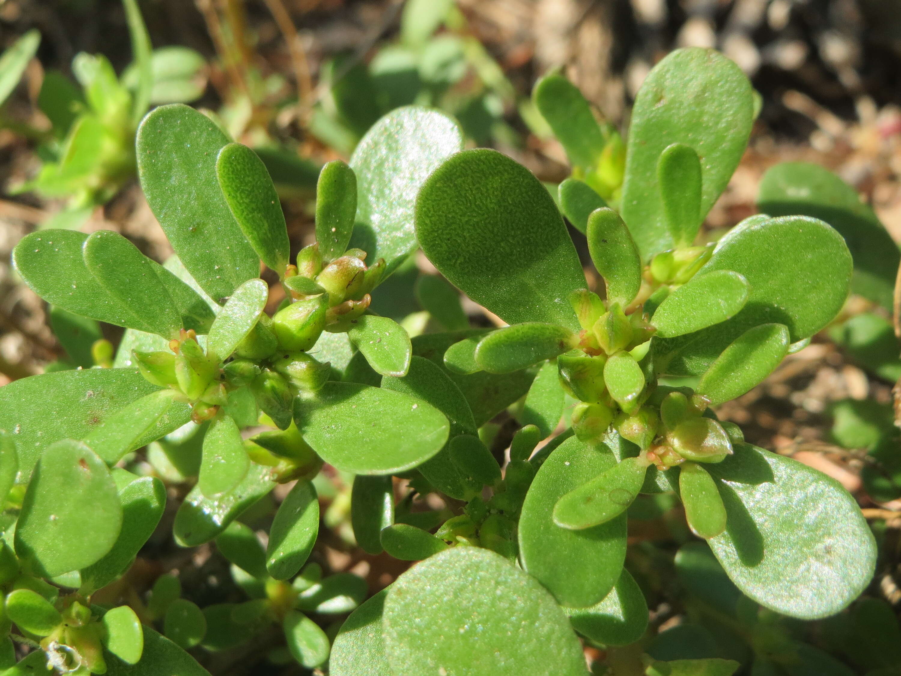 Image of common purslane