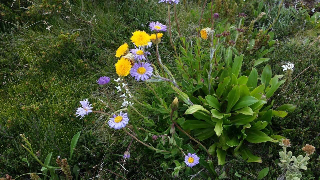 Imagem de Phebalium squamulosum subsp. alpinum (Benth.) Paul G. Wilson