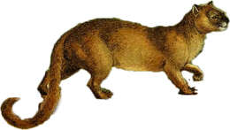 Image of Jaguarundi