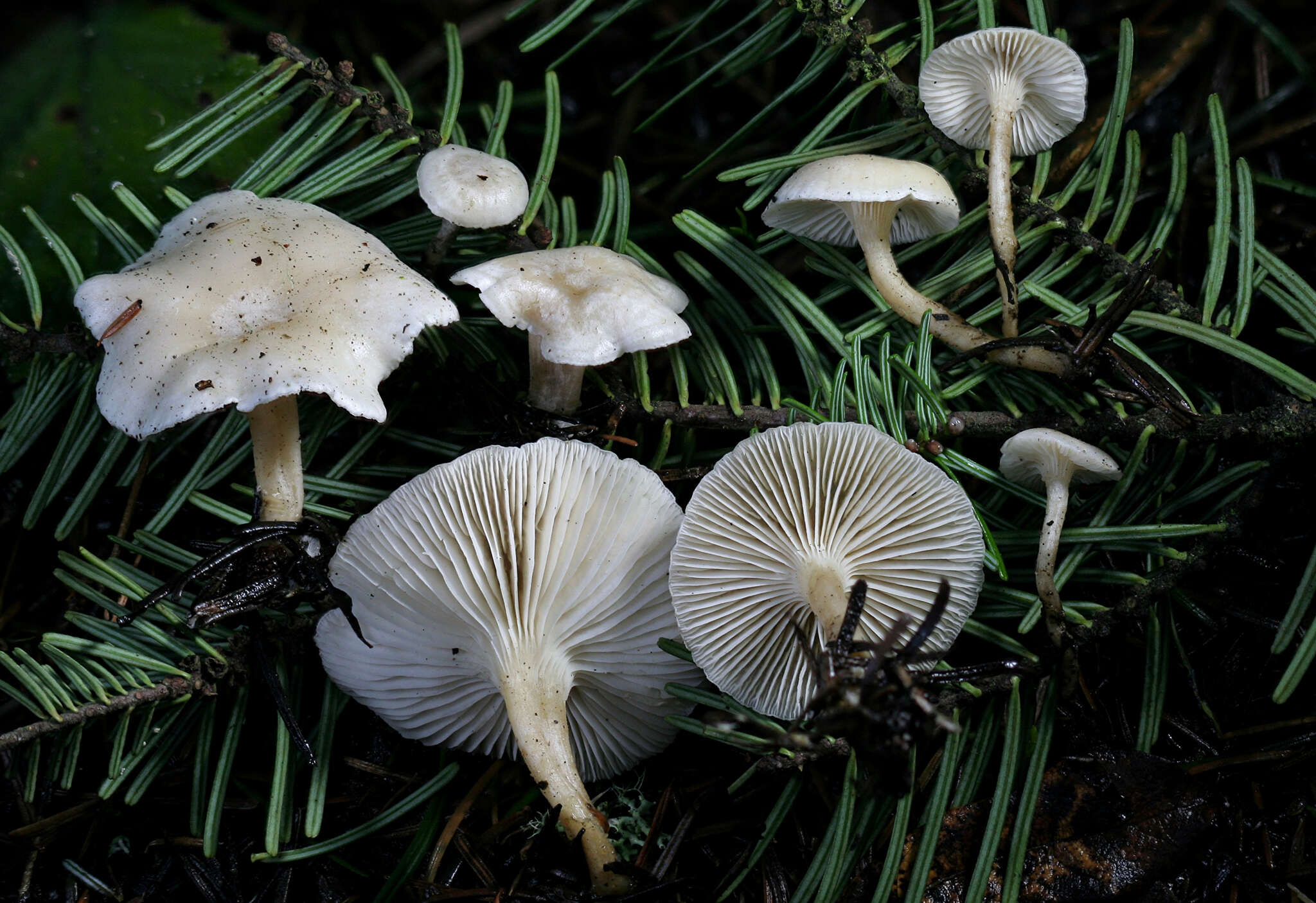 Plancia ëd Leucocybe candicans (Pers.) Vizzini, P. Alvarado, G. Moreno & Consiglio 2015