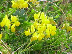 Plancia ëd Coronilla minima L.