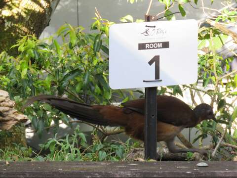 Image of lyrebirds