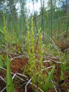 Image of Bog Orchid