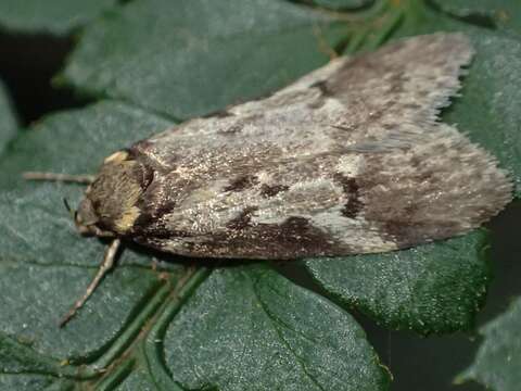 Image of Philobota orinoma Meyrick 1884