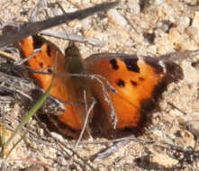 Image of California Tortoiseshell