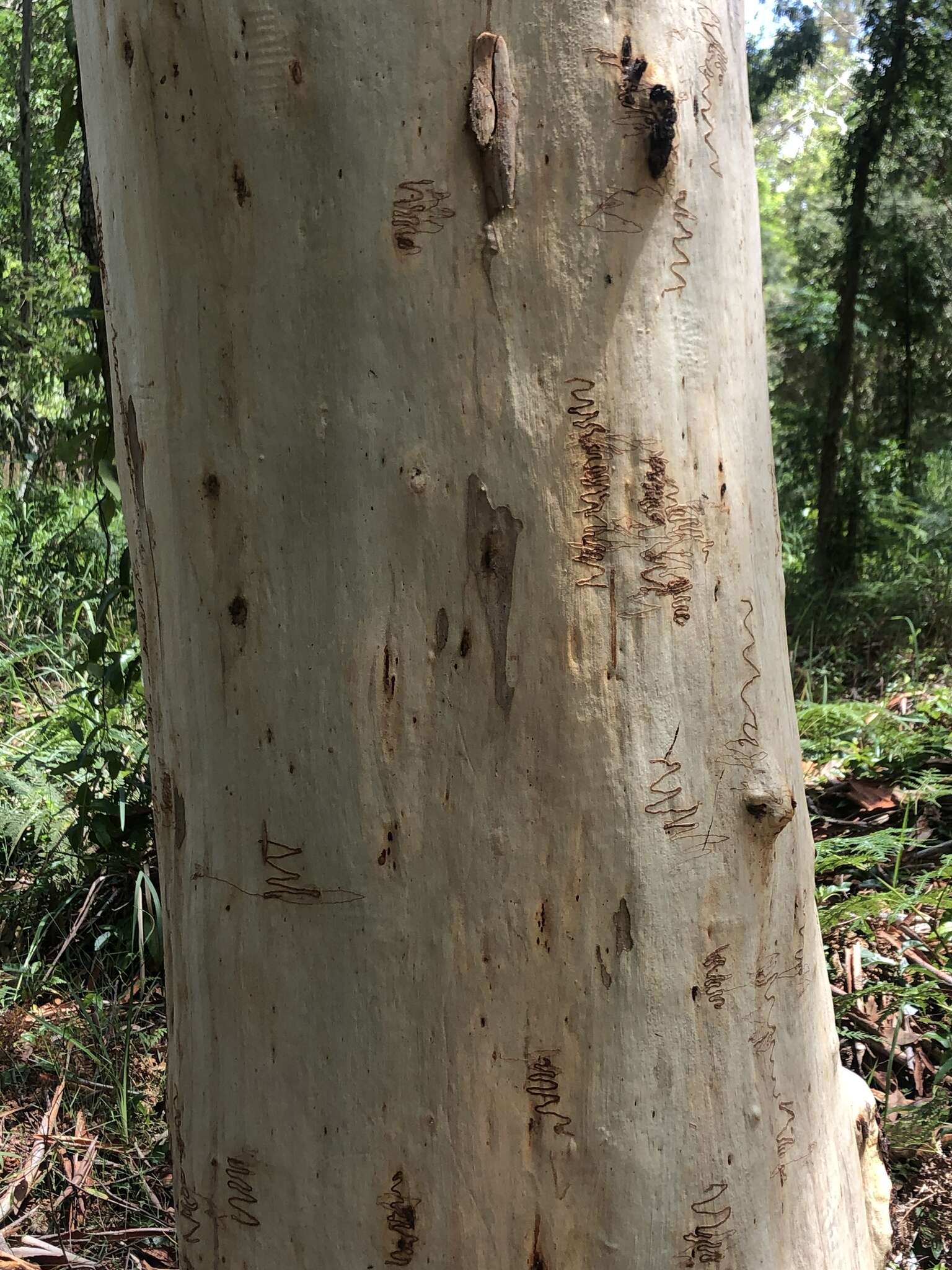 Image of scribbly gum