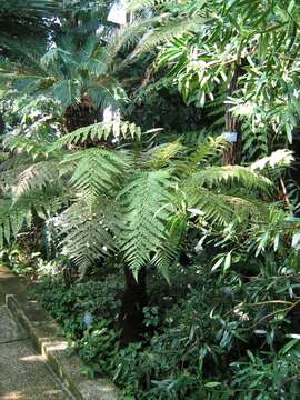 Image of Tree fern