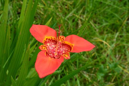 Image of Mexican Shellflower