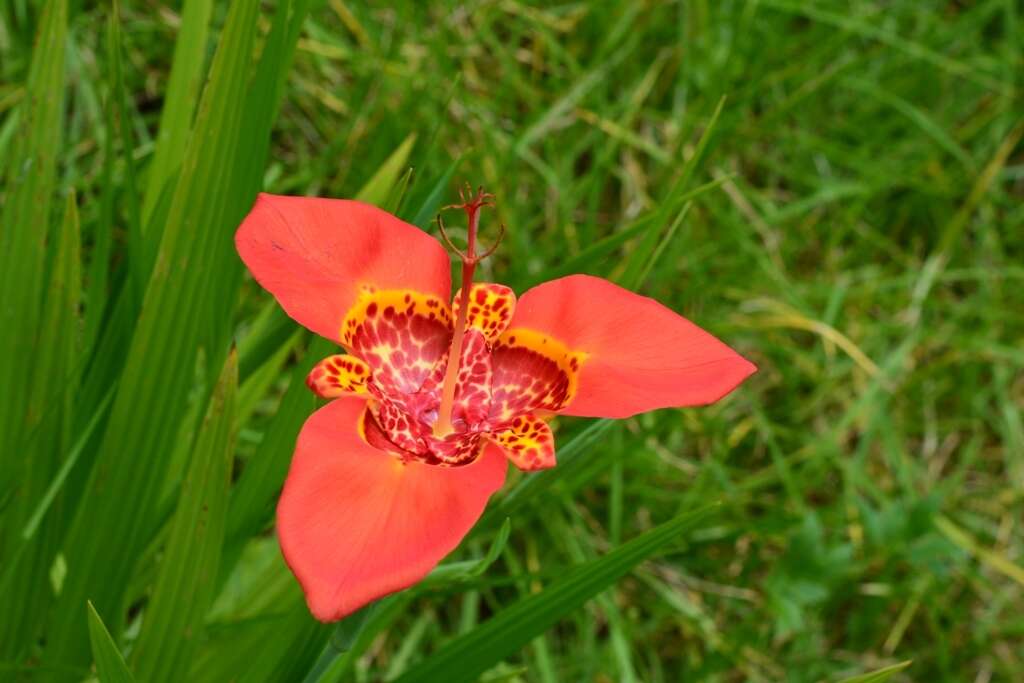 Слика од Tigridia pavonia (L. fil.) Redouté