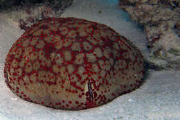 Image of Cushion star