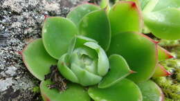 Echeveria megacalyx Walther的圖片