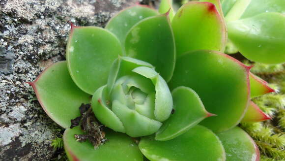 Image of Echeveria megacalyx Walther