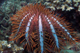 Image of crown of thorns starfish