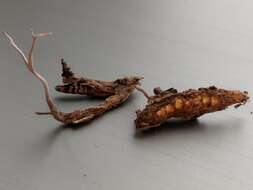 Image of Ophiocordyceps stylophora (Berk. & Broome) G. H. Sung, J. M. Sung, Hywel-Jones & Spatafora 2007