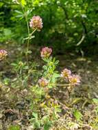 Imagem de Trifolium grandiflorum Schreb.