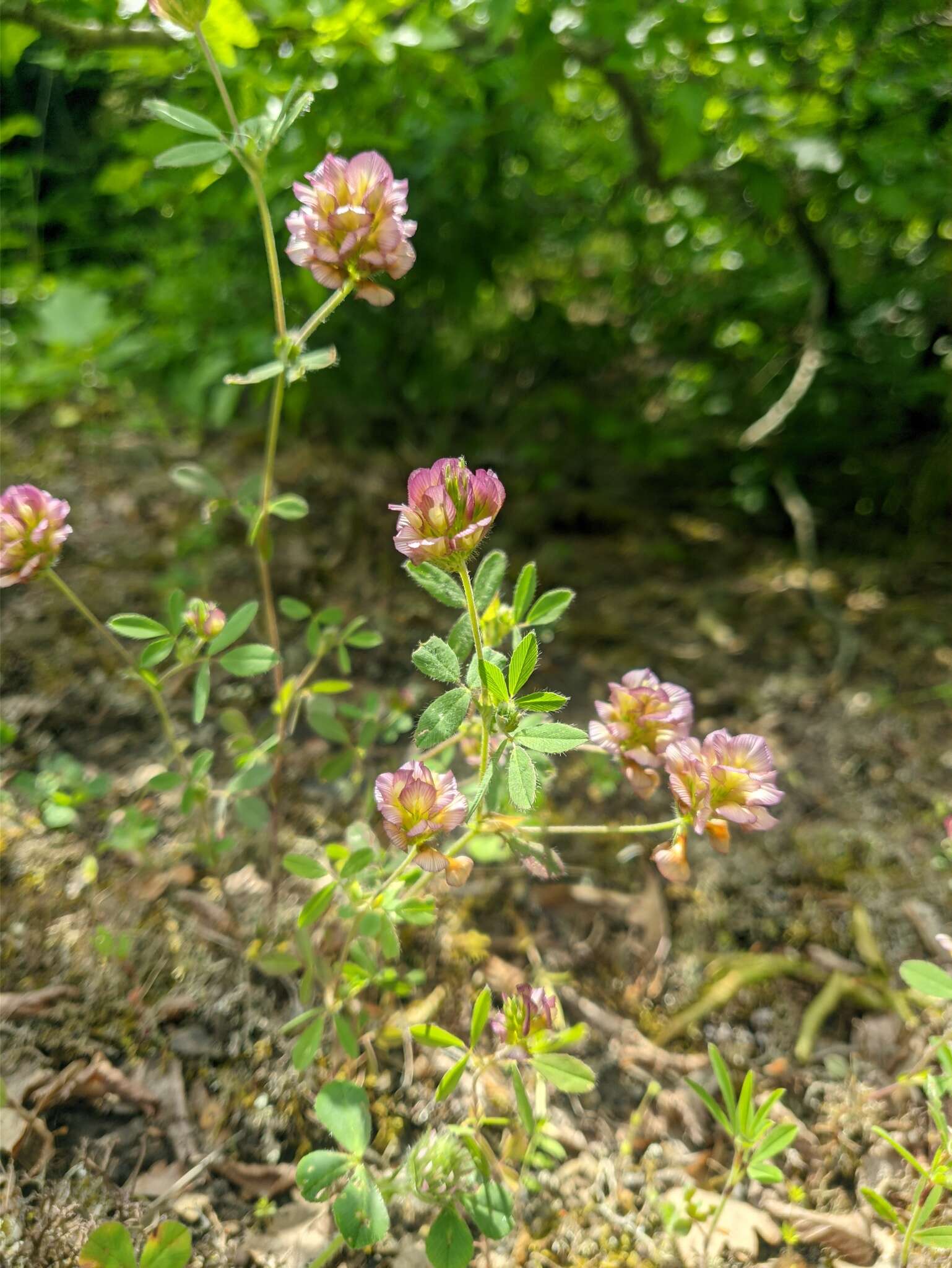 Imagem de Trifolium grandiflorum Schreb.