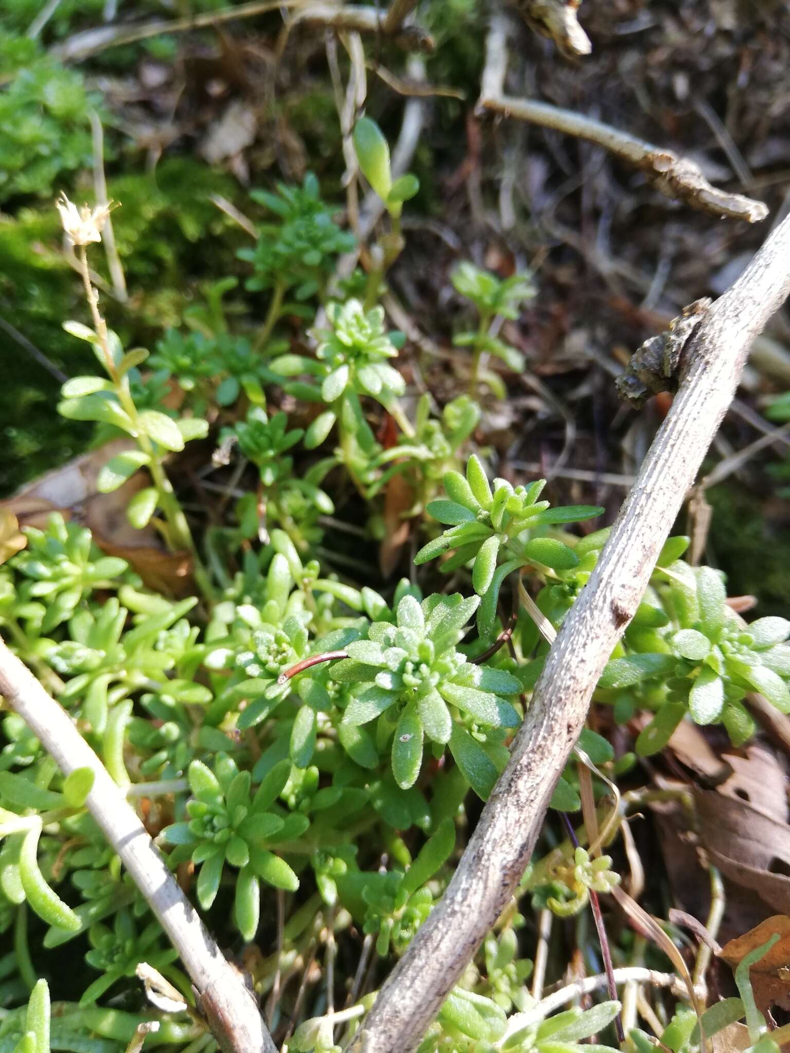 Sedum monregalense Balbis resmi