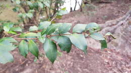 صورة Backhousia myrtifolia Hook. & Harv.