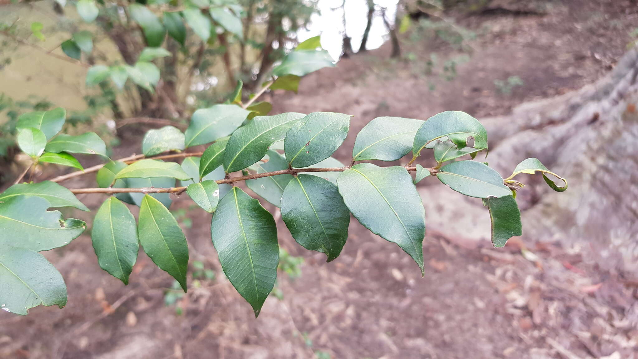 Sivun Backhousia myrtifolia Hook. & Harv. kuva