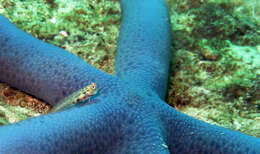 Image of Orange-spotted Blenny