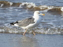 Image de Larus fuscus heuglini Bree 1876