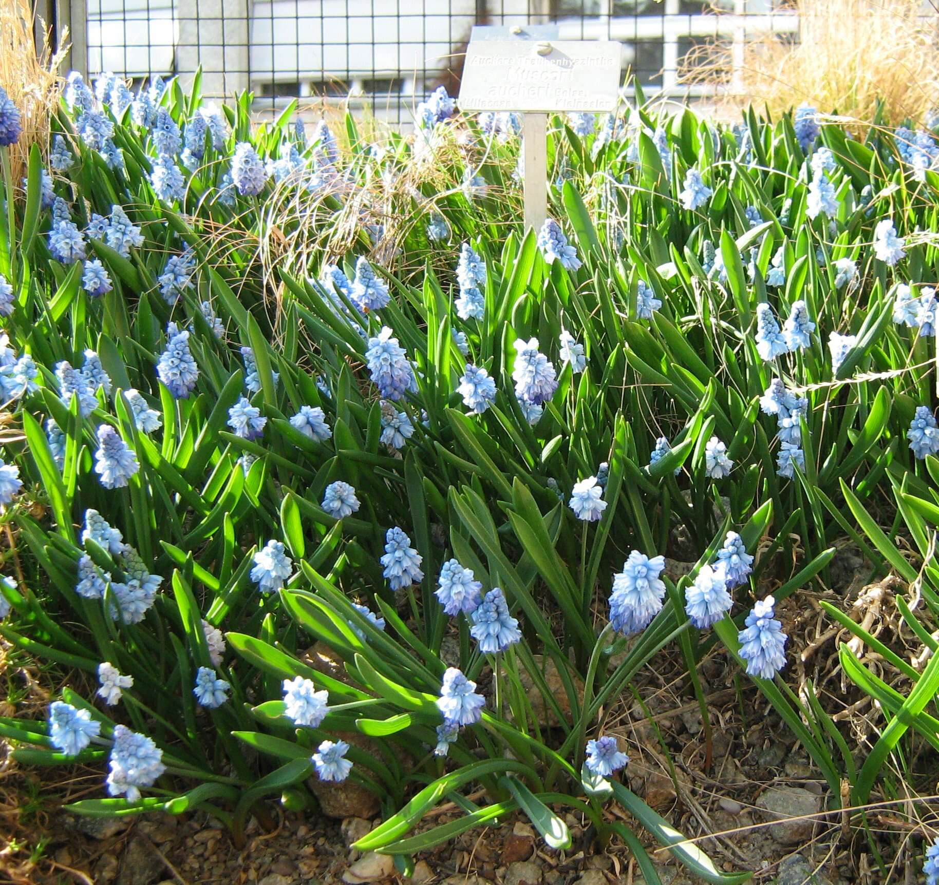 Image of Muscari aucheri (Boiss.) Baker