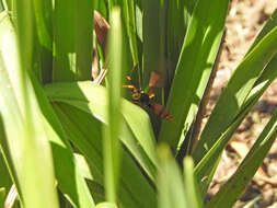 Image of Polistes buyssoni Brethes 1909