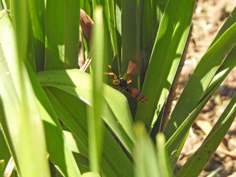 Image of Polistes buyssoni Brethes 1909