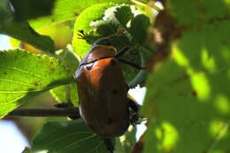 Sivun Pelidnota punctata (Linnaeus 1758) kuva