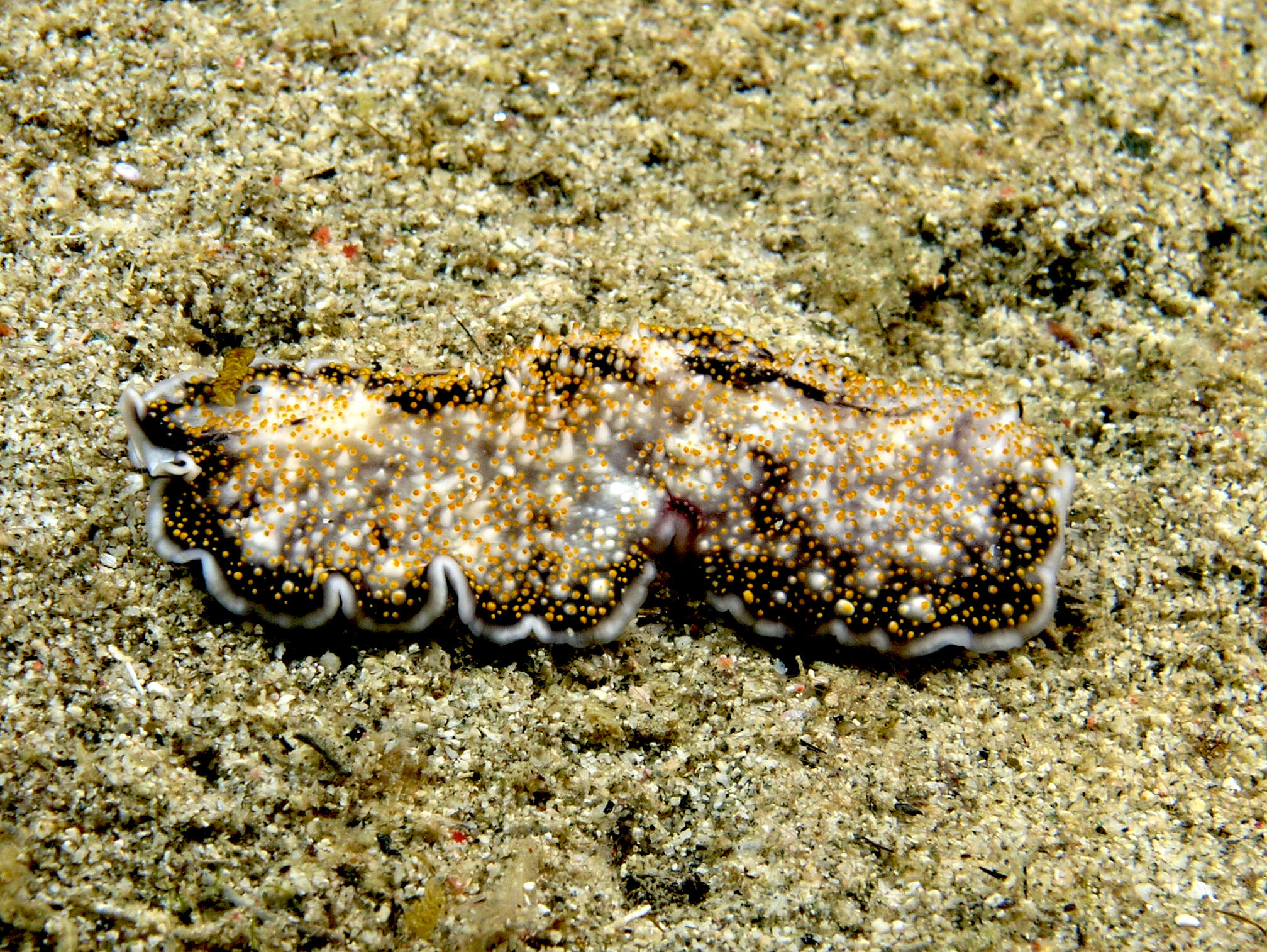 Image of Pseudobiceros