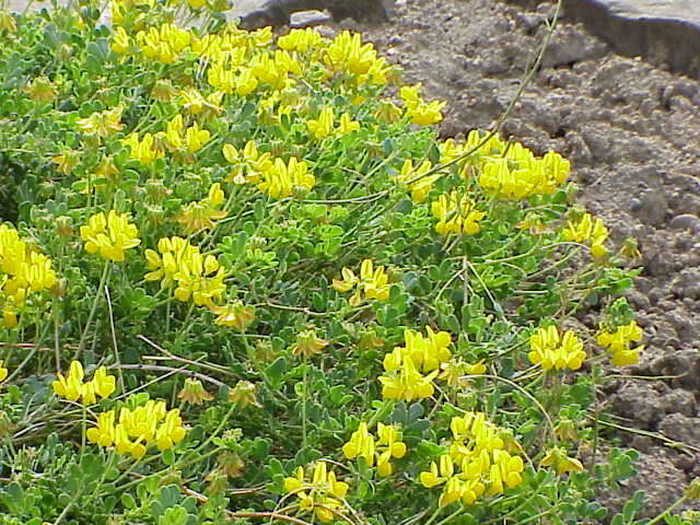 Plancia ëd Coronilla