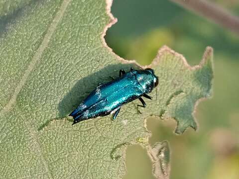 Agrilus acutus (Thunberg 1787) resmi