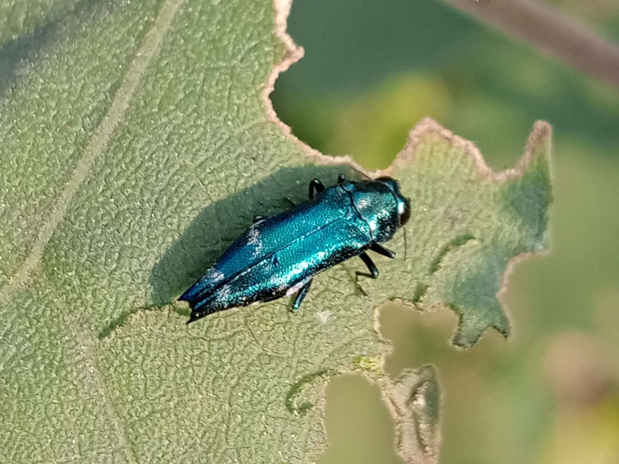 Agrilus acutus (Thunberg 1787) resmi