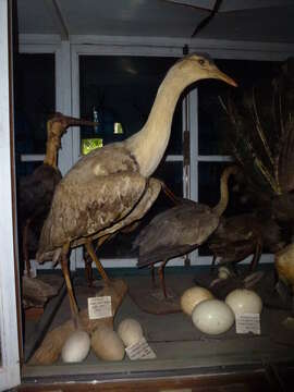 Image of Great Indian Bustard