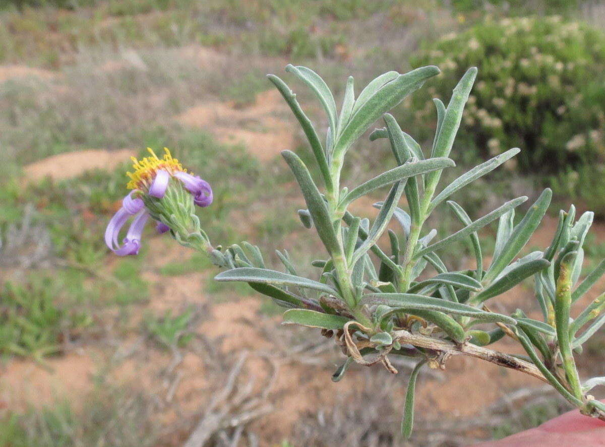 Image of Amellus tenuifolius Burm. fil.