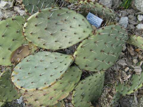 Image of Brownspine Pricklypear