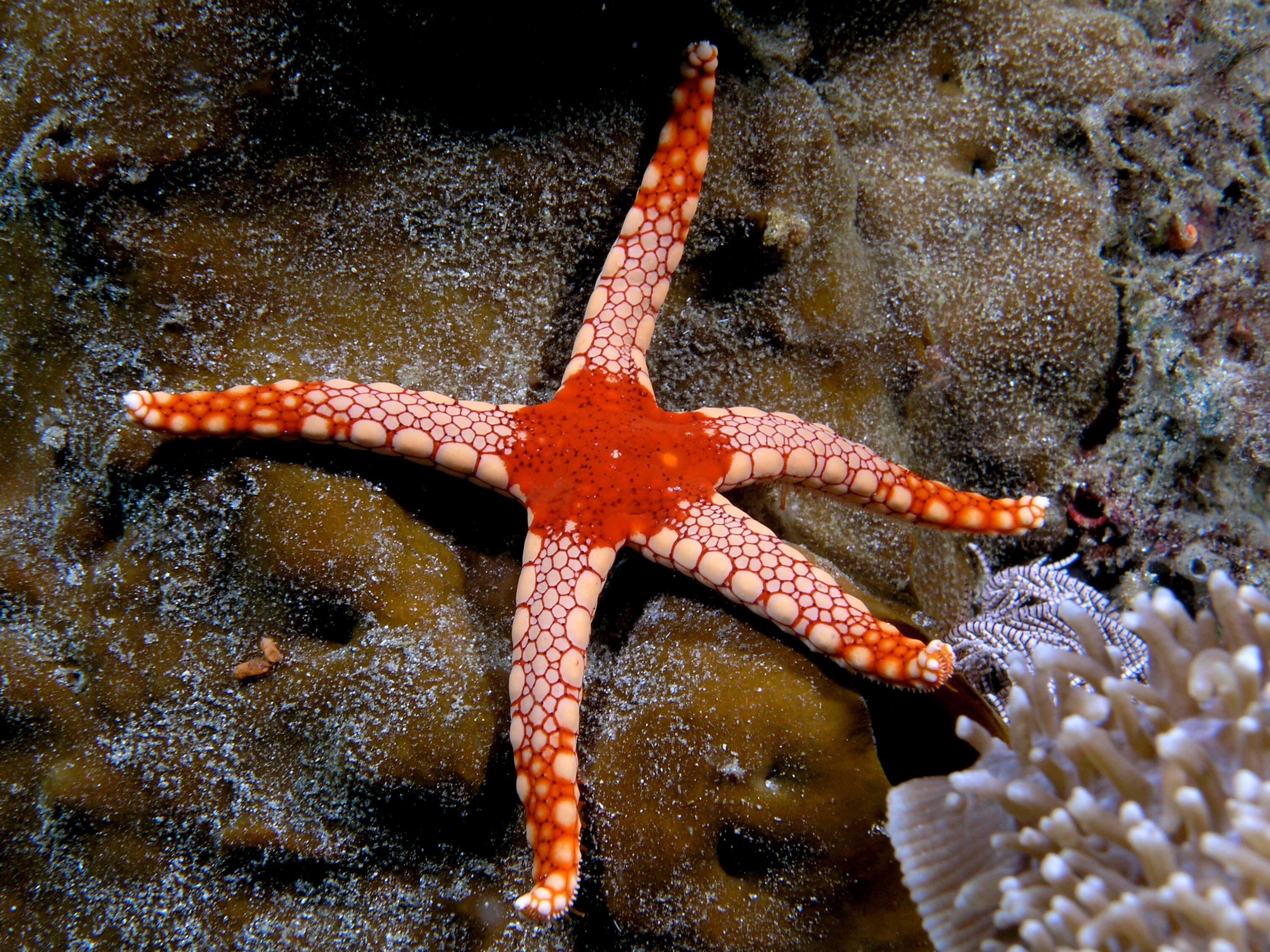 Image of Red and pink sea star