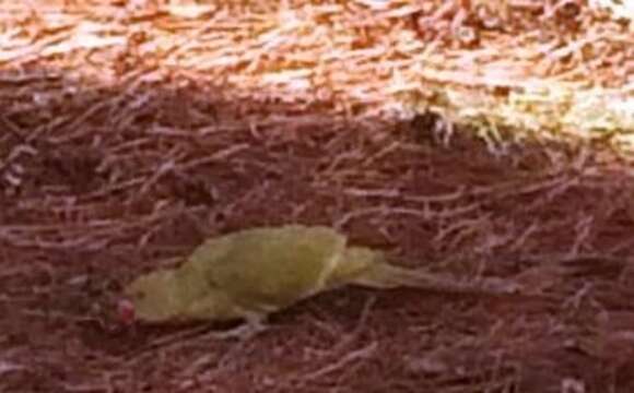 Image of Ring-necked Parakeet