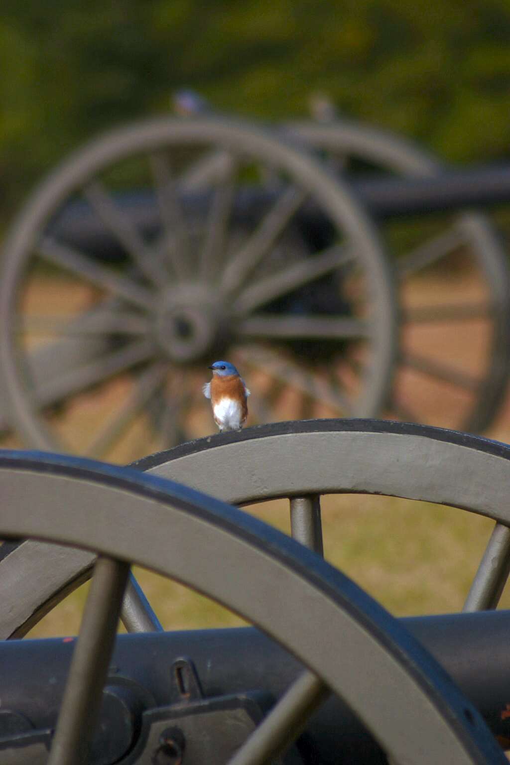 Image of Eastern Bluebird